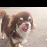 チワワ(ロング)