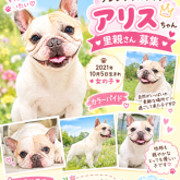 フレンチブルドッグ