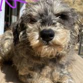 ミニチュアシュナウザー