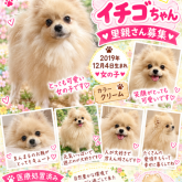 ポメラニアン