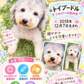 トイプードル
