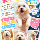 マルチーズ
