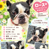 フレンチブルドッグ