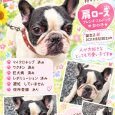 フレンチブルドッグ