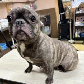 フレンチブルドッグ