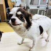 チワワ(ロング)