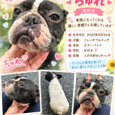 フレンチブルドッグ