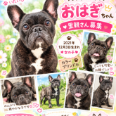 フレンチブルドッグ