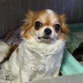 チワワ(ロング)