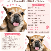 フレンチブルドッグ