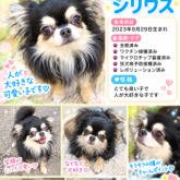 チワワ(ロング)