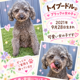 トイプードル