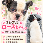 フレンチブルドッグ