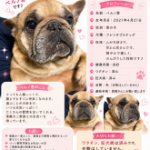 フレンチブルドッグ