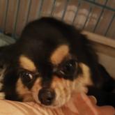 チワワ(ロング)