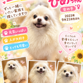 ポメラニアン