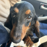 ミニチュアダックスフンド(ロング)