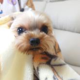 ヨークシャーテリア