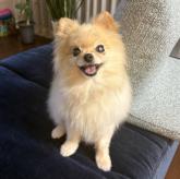 雑種