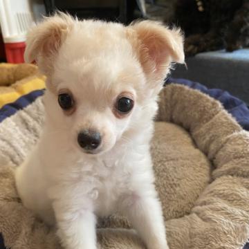 犬 徳島県の里親募集一覧 ハグー みんなのペット里親情報