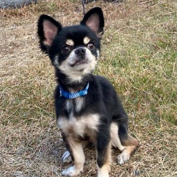 犬 徳島県 チワワ スムース の里親募集一覧 ハグー みんなのペット里親情報