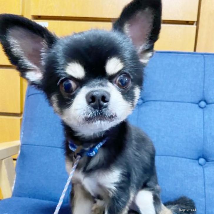 犬の里親募集】兵庫県・チワワ(スムース)・お茶目わいるどテンちゃん