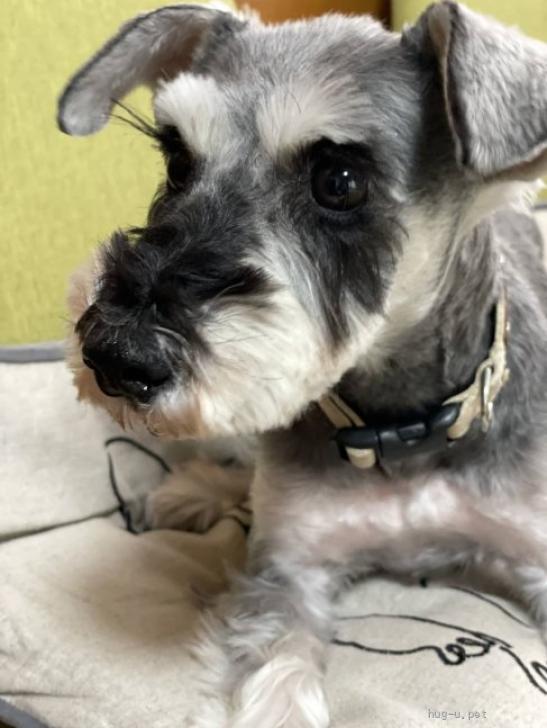 犬の里親募集】兵庫県・ミニチュアシュナウザー・穏やかなミニチュア