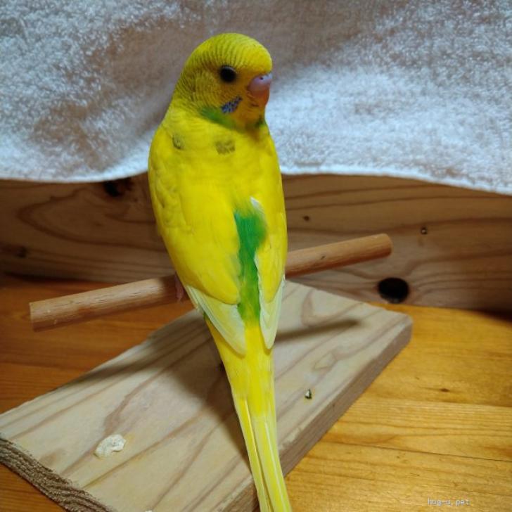 鳥の里親募集】大阪府・インコ・愛情たっぷりな雛ちゃん（ID:2311