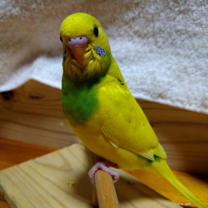 鳥の里親募集】大阪府・インコ・愛情たっぷりな雛ちゃん（ID:2311