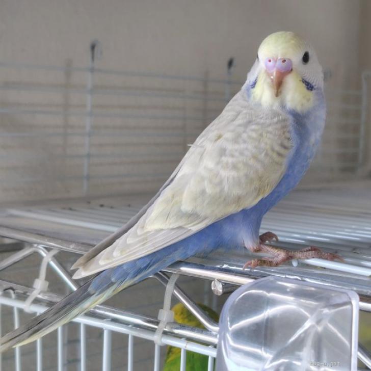 鳥の里親募集】兵庫県・インコ・7/23生まれのセキセイインコ（ID:2508
