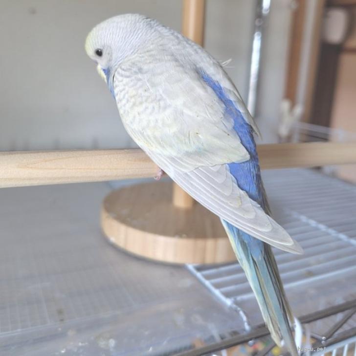 鳥の里親募集】兵庫県・インコ・7/23生まれのセキセイインコ（ID:2508