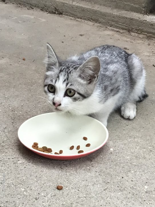 猫の里親募集 岡山県 雑種 綺麗なサバトラの子猫 Id 27 ハグー みんなのペット里親情報