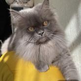 スコティッシュフォールド