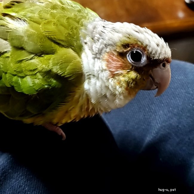 鳥の里親募集 神奈川県 インコ ウロコインコの男の子です Id 23 ハグー みんなのペット里親情報