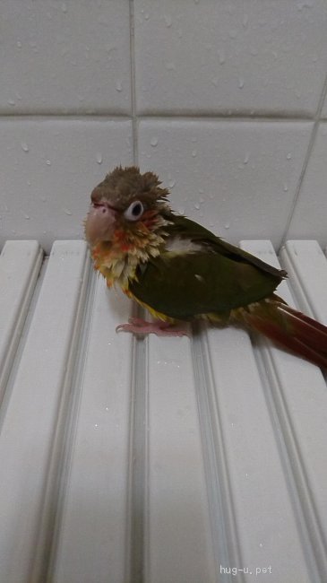 鳥の里親募集 神奈川県 インコ ウロコインコの男の子です Id 23 ハグー みんなのペット里親情報