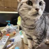 アメリカンショートヘア