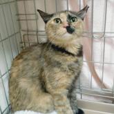 雑種