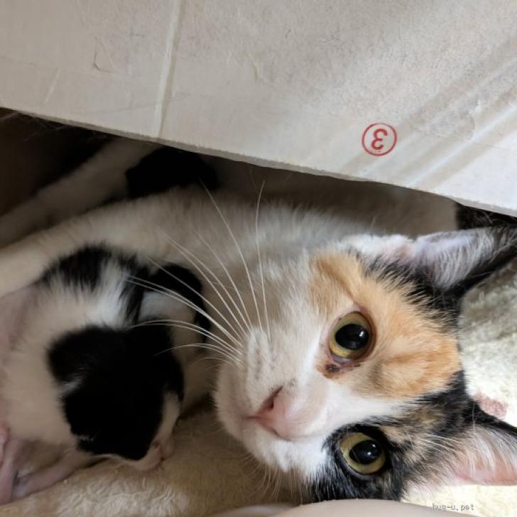 猫の里親募集】東京都・雑種・ママさつきちゃんと3匹の赤ちゃん（ID