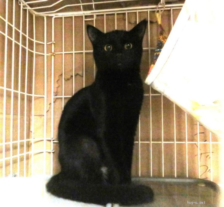猫の里親募集】東京都・雑種・黒猫ジジちゃん、家猫修行中！（ID:2311