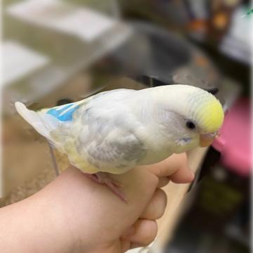 ペット 里親 インコ