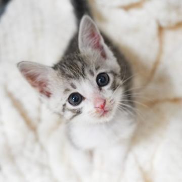 猫 × サバ白の里親募集一覧｜ハグー -みんなのペット里親情報