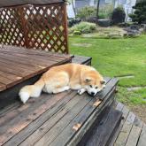 秋田犬
