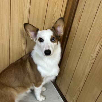 犬 × 茨城県 × ウェルシュ・コーギー・ペンブロークの里親募集一覧