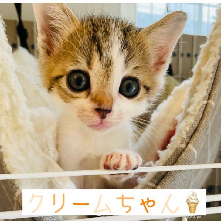 猫の里親募集 東京都 雑種 かわいいかわいい天使ちゃん Id 2210 ハグー みんなのペット里親情報