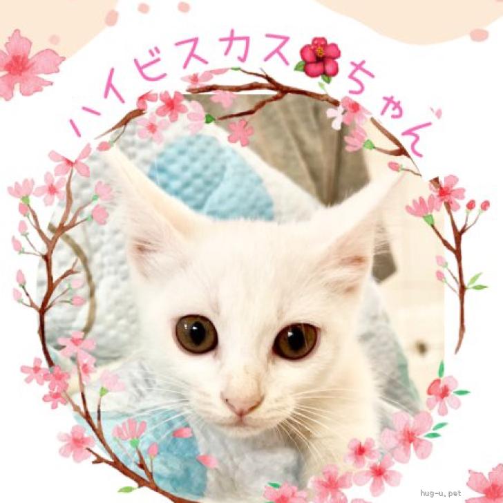 猫の里親募集】東京都・雑種・ちいちゃい白猫ちゃん♡ハイビスカス