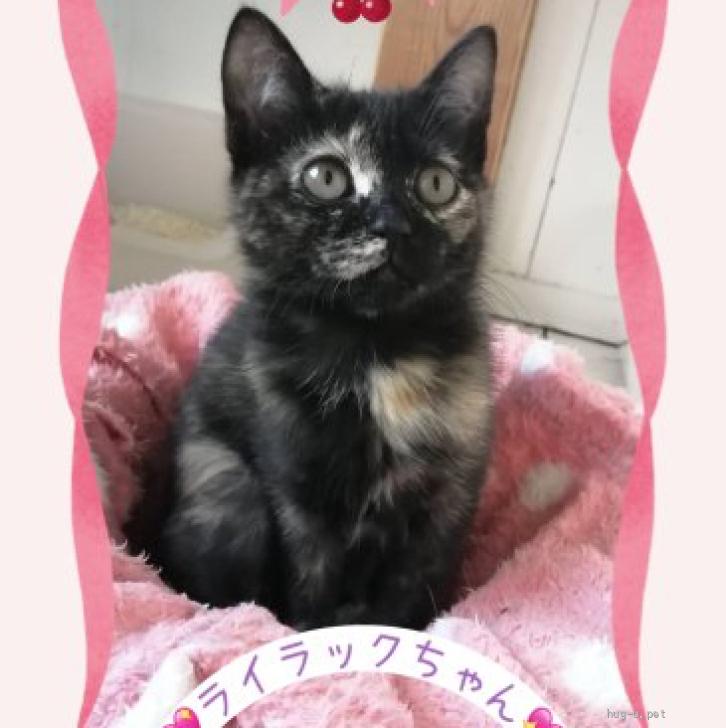 猫の里親募集】東京都・雑種・くりくりおめめが可愛らしい♡ライラック