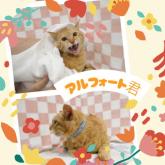 雑種