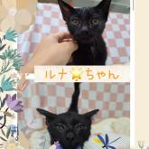 雑種