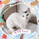 雑種