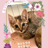 雑種